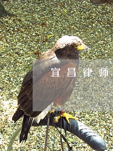 宜昌律师咨询怎么收费 宜昌律师咨询怎么收费