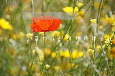 宜昌招投标律师法律咨询 宜昌招投标律师法律咨询