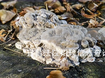 宜昌法院招聘信息查询 宜昌法院招聘信息查询