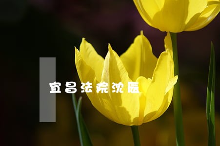 宜昌法院沈辰 宜昌法院沈辰