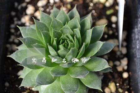 宜昌知名律师 宜昌知名律师