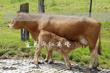 宜昌诉讼离婚 宜昌诉讼离婚