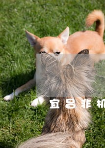 宜昌非机动车交通事故如何诉讼 宜昌非机动车交通事故如何诉讼