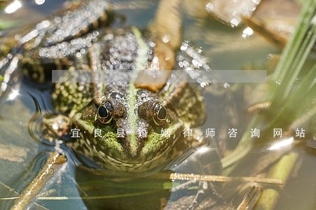 宜良县婚姻律师咨询网站