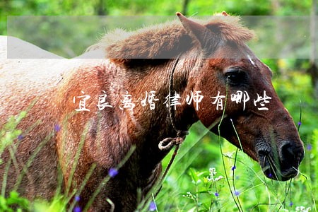 宜良离婚律师有哪些 宜良离婚律师有哪些