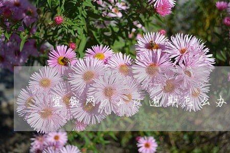 宜贷网p2p逾期怎么办 宜贷网p2p逾期怎么办