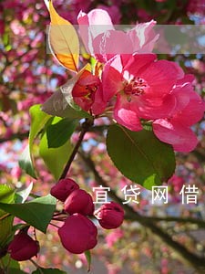 宜贷网借款逾期 宜贷网借款逾期