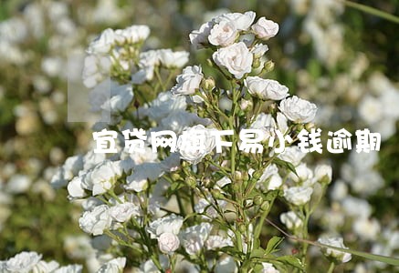 宜贷网旗下易小钱逾期 宜贷网旗下易小钱逾期