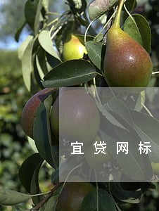 宜贷网标逾期 宜贷网标逾期