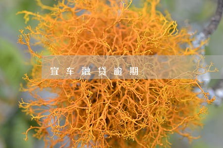 宜车融贷逾期 宜车融贷逾期