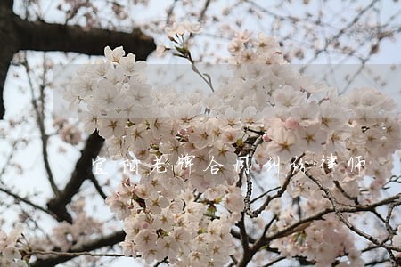 宜阳老牌合同纠纷律师 宜阳老牌合同纠纷律师