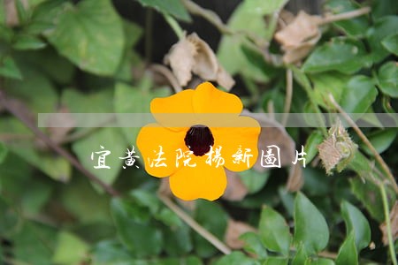 宜黄法院杨新图片 宜黄法院杨新图片