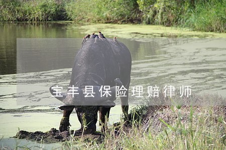 宝丰县保险理赔律师 宝丰县保险理赔律师