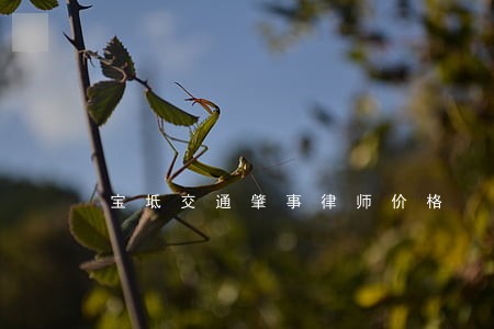 宝坻交通肇事律师价格