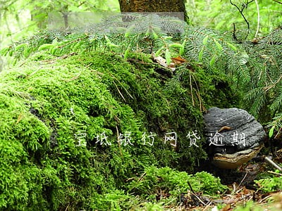 宝坻银行网贷逾期 宝坻银行网贷逾期