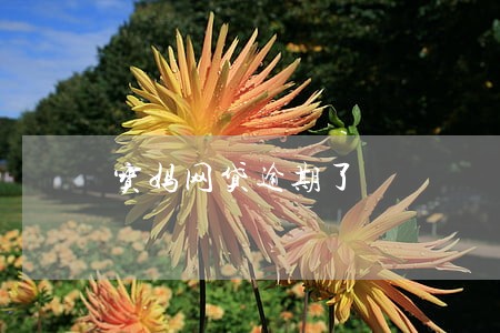 宝妈网贷逾期了 宝妈网贷逾期了