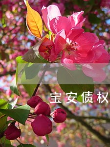 宝安债权债务律师哪家靠谱 宝安债权债务律师哪家靠谱