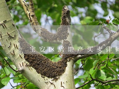 宝安区房地产买卖律师 宝安区房地产买卖律师