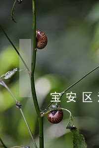 宝安区法律援助条件