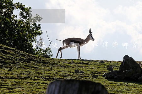 宝安抚养权诉讼律师哪家好 宝安抚养权诉讼律师哪家好
