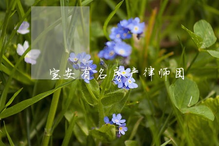 宝安有名房产律师团
