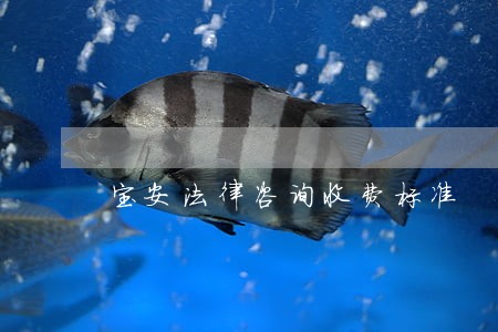 宝安法律咨询收费标准 宝安法律咨询收费标准