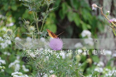 宝安法院龙华法庭电话 宝安法院龙华法庭电话