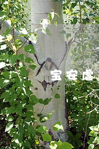 宝安虐童报料人违法 宝安虐童报料人违法