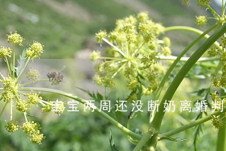 宝宝两周还没断奶离婚判给谁