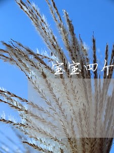 宝宝四个月可以办理离婚吗 宝宝四个月可以办理离婚吗