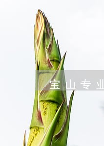 宝山专业打离婚官司的律师排行榜 宝山专业打离婚官司的律师排行榜