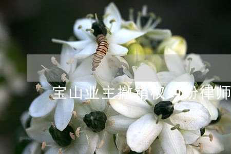 宝山业主撤销权纠纷律师费用