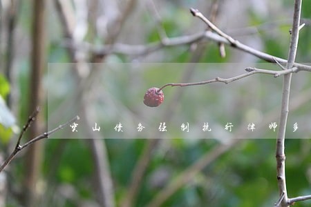 宝山债务强制执行律师多少钱 宝山债务强制执行律师多少钱