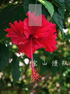 宝山债权债务律师哪家比较好 宝山债权债务律师哪家比较好