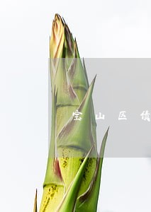 宝山区债务律师法律服务在线咨询 宝山区债务律师法律服务在线咨询