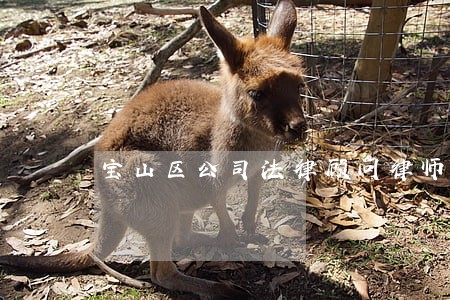 宝山区公司法律顾问律师咨询 宝山区公司法律顾问律师咨询