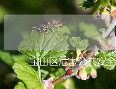 宝山区危害公共安全罪律师热线 宝山区危害公共安全罪律师热线