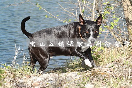 宝山区婚姻家庭纠纷律师哪个好 宝山区婚姻家庭纠纷律师哪个好
