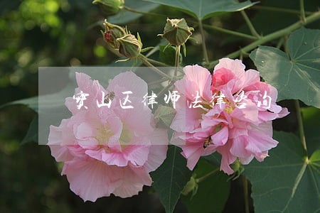 宝山区律师法律咨询 宝山区律师法律咨询