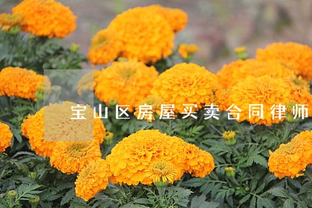 宝山区房屋买卖合同律师咨询服务 宝山区房屋买卖合同律师咨询服务