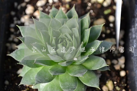 宝山区遗产继承律师官司