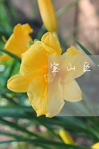 宝山区靠谱的债务律师