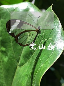 宝山合同侵权律师咨询