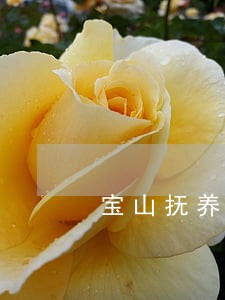 宝山抚养费案律师咨询服务 宝山抚养费案律师咨询服务