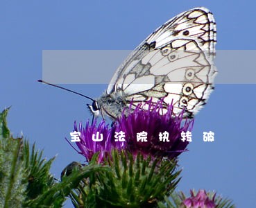 宝山法院执转破 宝山法院执转破