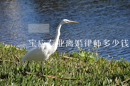 宝应专业离婚律师多少钱 宝应专业离婚律师多少钱