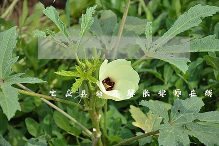 宝应县公司解散律师在线免费咨询 宝应县公司解散律师在线免费咨询