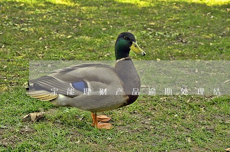 宝能理财产品逾期处理结果 宝能理财产品逾期处理结果
