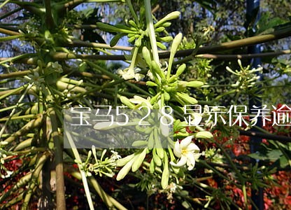 宝马528显示保养逾期 宝马528显示保养逾期