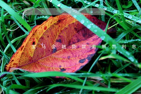 宝马金融贷款逾期罚利息 宝马金融贷款逾期罚利息